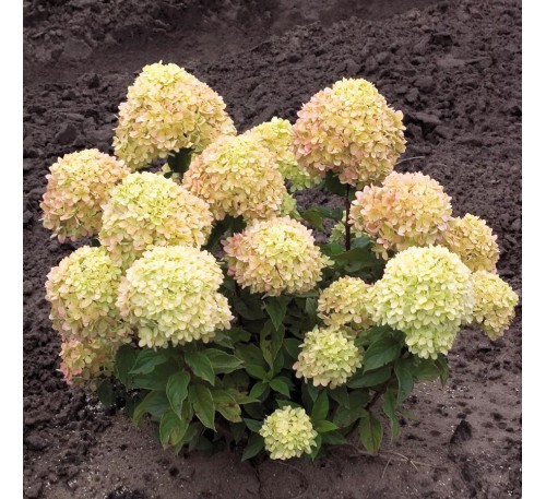 Гортензия Литтл Лайм  (Little Lime) С 2, 1 год